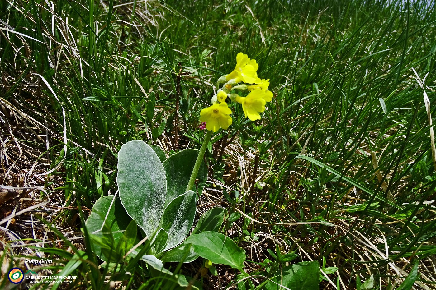 49 Orecchia d'orso (Primula auricula).JPG -                                